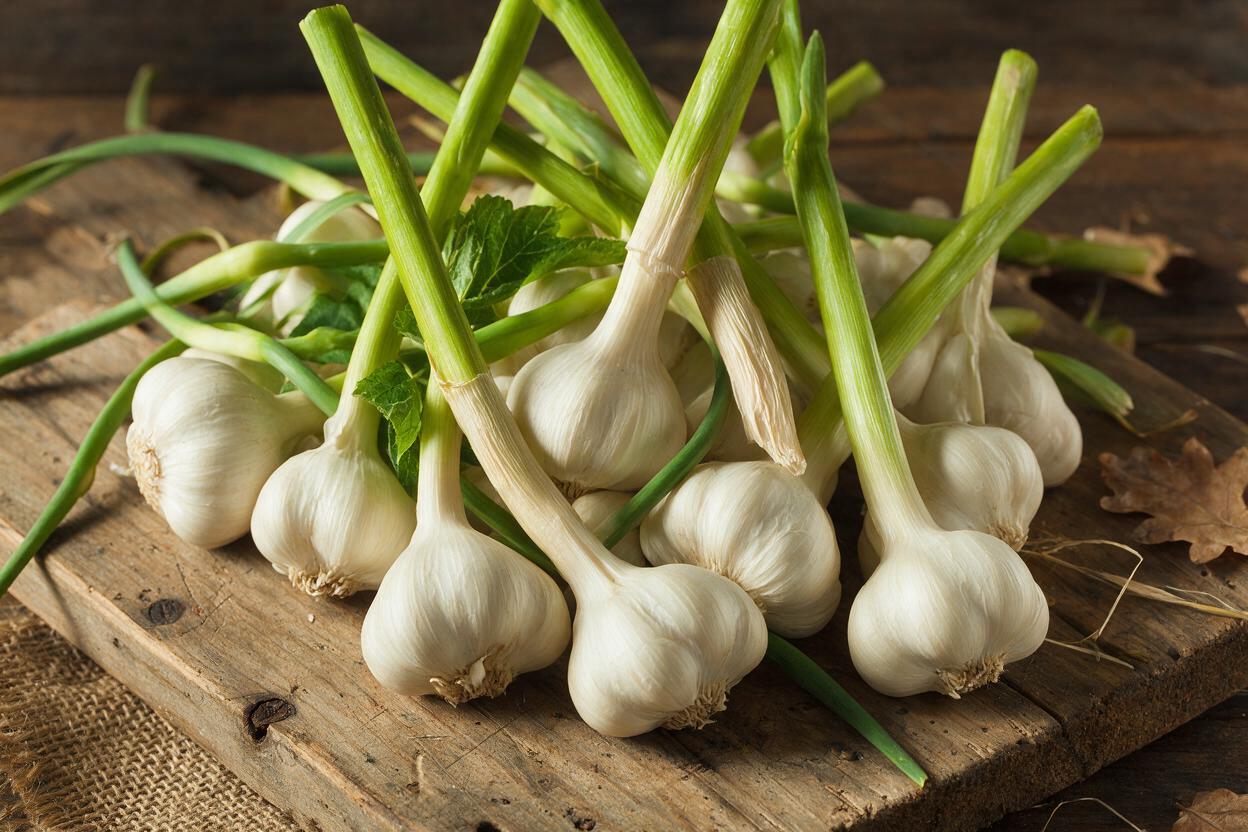 Organic Garlic Export from China: A Premium Supply Option