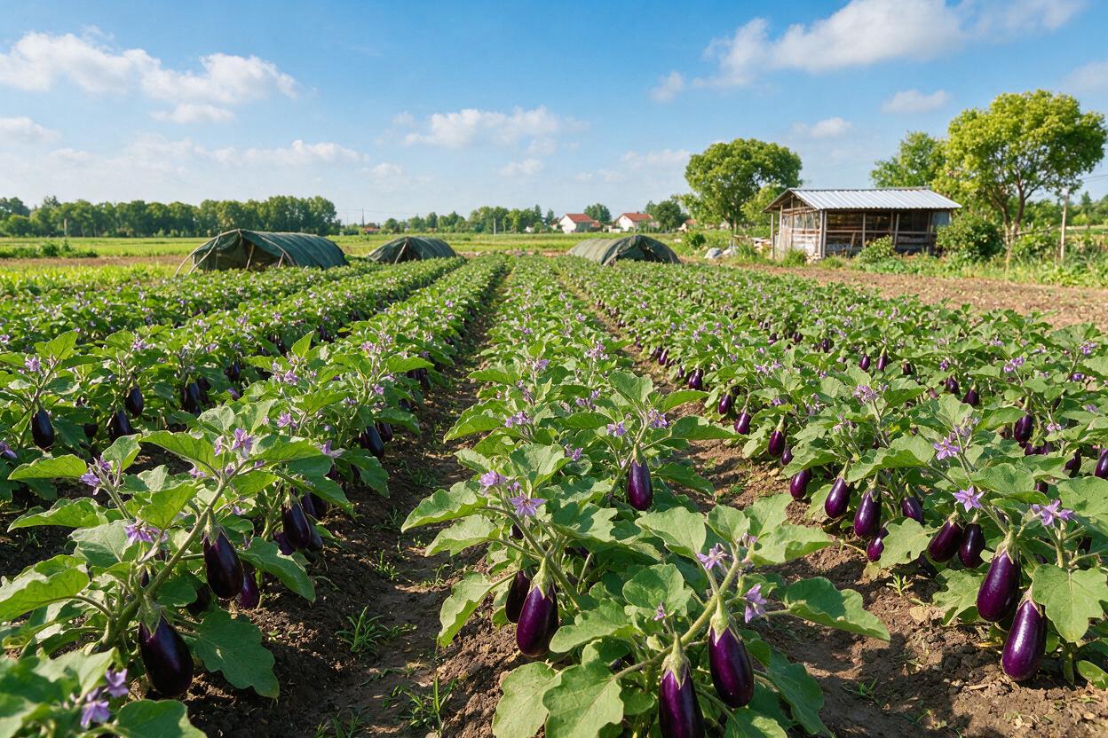eggplant field China