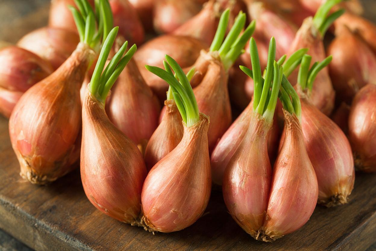 Shallot Grading Standards for Export from China: Size, Skin & Uniformity